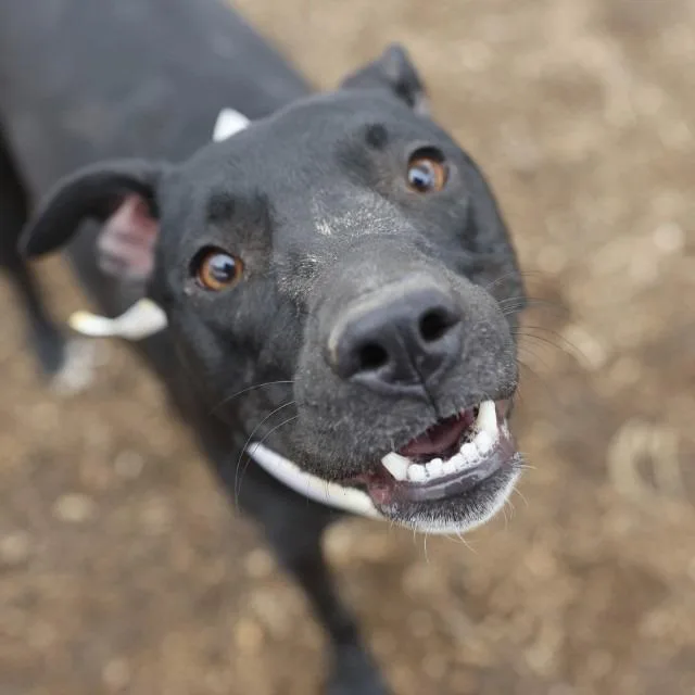 A young medium-sized female Black American Staffordshire Terrier dog named Mai Tai for adoption in San Antonio, TX