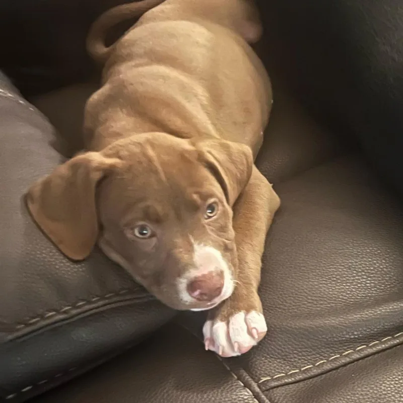 An adult medium-sized female Brown / Chocolate Pit Bull Terrier dog named Honey for adoption in Tempe, AZ