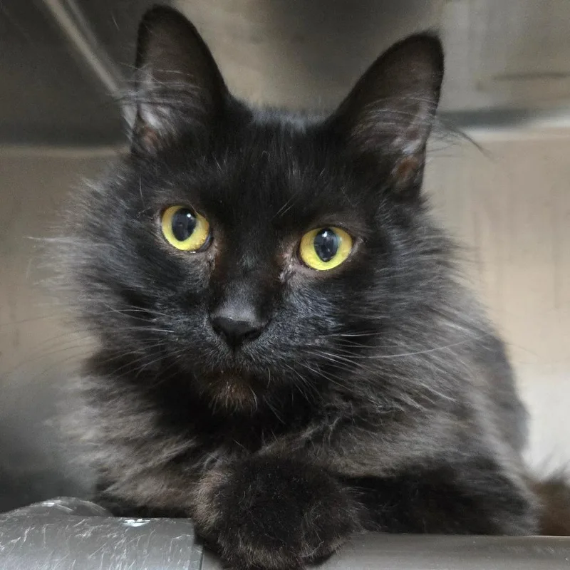 An adult large-sized male Black Domestic Short Hair cat named Goku for adoption in West Olive, MI