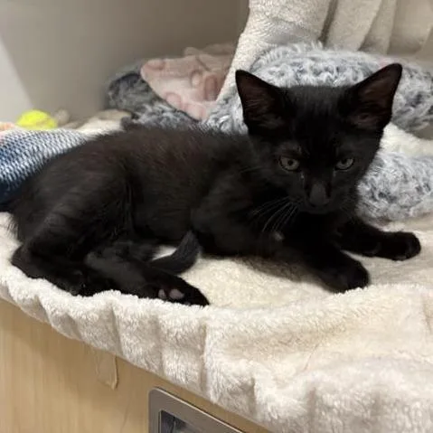 A baby small-sized male Domestic Medium Hair cat named Bananas for adoption in Phoenix, AZ