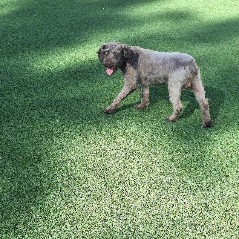 An adult small-sized male Poodle dog named Mister Slate for adoption in LOXAHATCHEE, FL