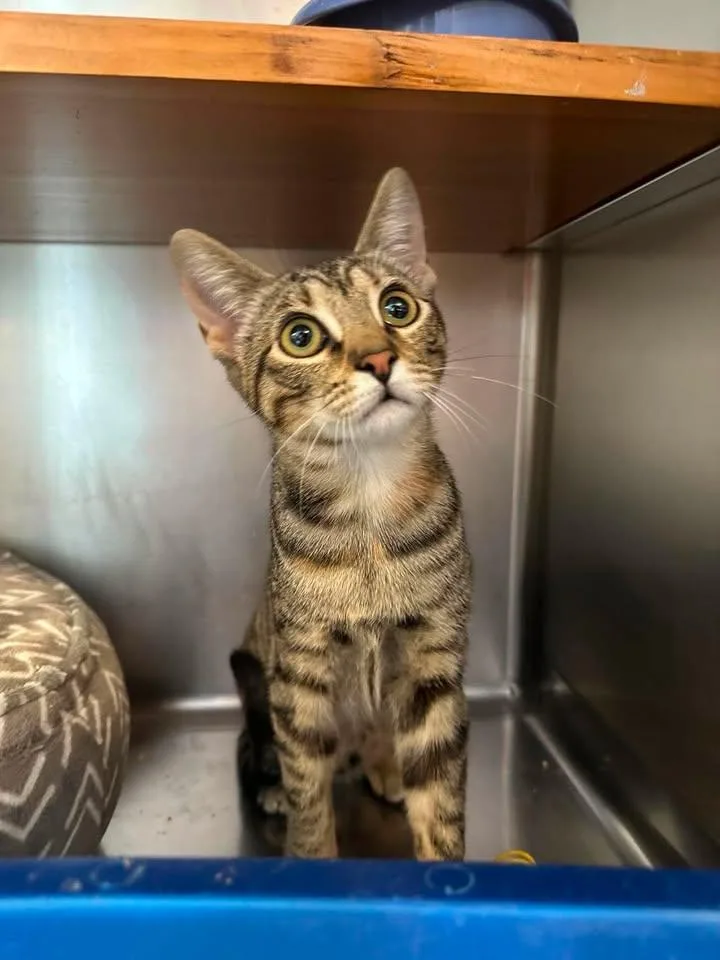 A young medium-sized female Tabby (Buff / Tan / Fawn) Domestic Short Hair cat named Poppy for adoption in Wilmington, NC