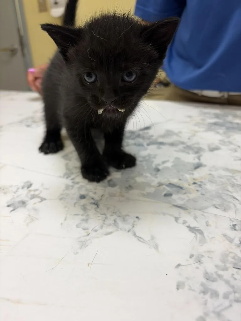 A baby medium-sized male Domestic Short Hair cat named Pegasusโ
for adoption in Florence, SC