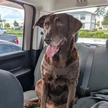 A senior large-sized female Brown / Chocolate Mixed Breed dog named Cola for adoption in Jacksonville, FL