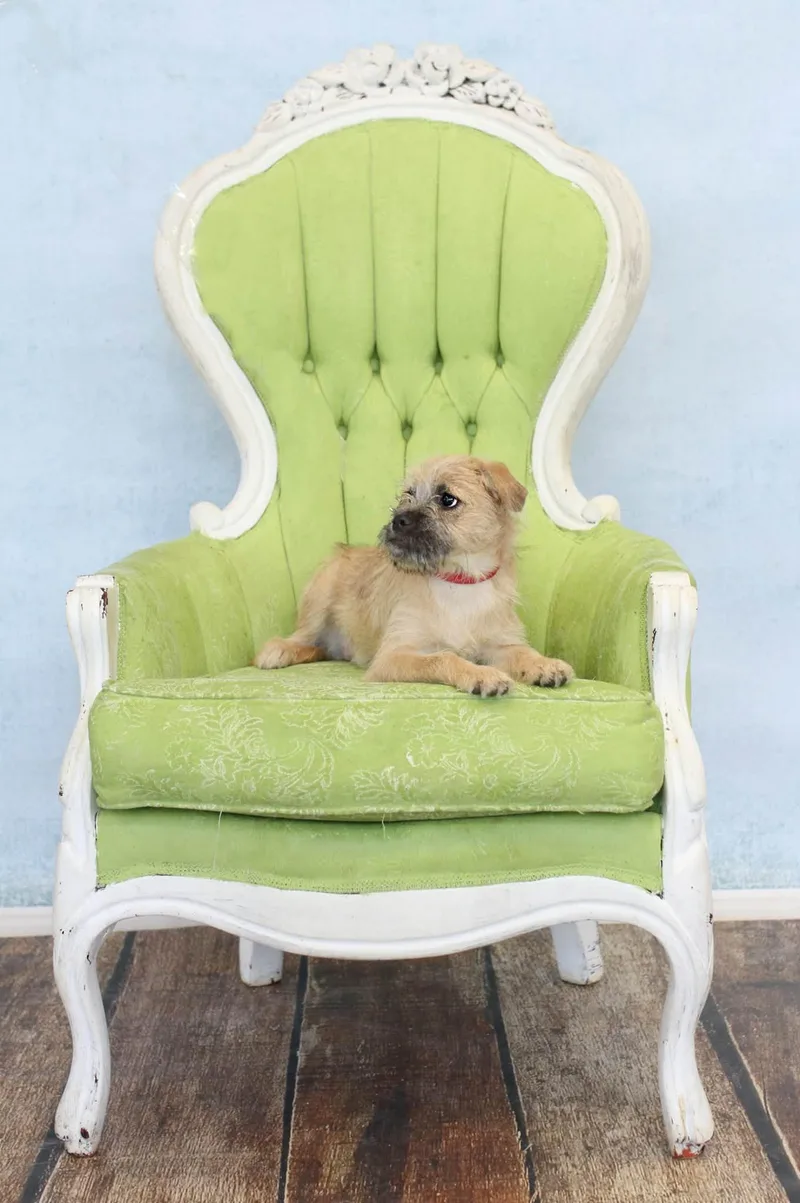 A baby small-sized male Brussels Griffon dog named Griff for adoption in Torrington, CT