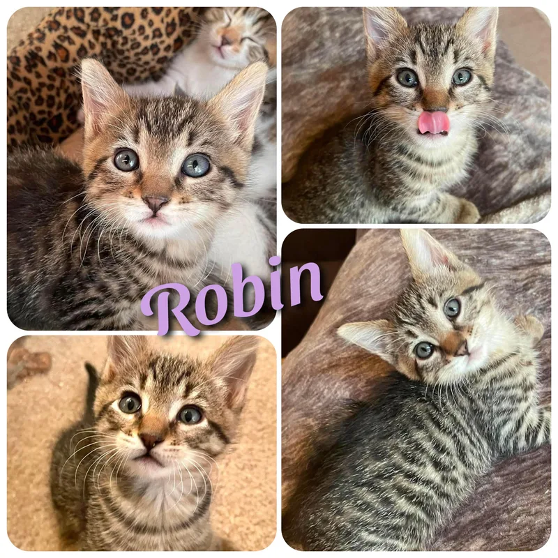 Robin thumbnail 2