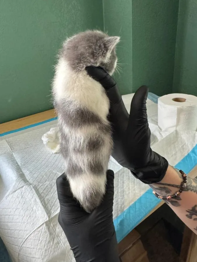 A baby medium-sized female Gray & White Domestic Short Hair cat named Chisel for adoption in Cleveland, OH