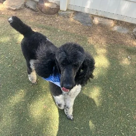 An adult medium-sized male White / Cream Poodle dog named Bodhi for adoption in Agua Dulce, CA
