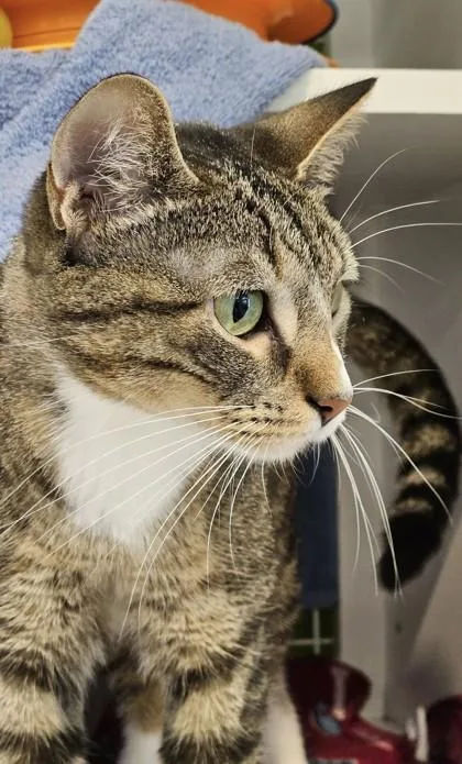 An adult medium-sized female Brown / Chocolate Domestic Short Hair cat named Surgical Resident Lexie Grey for adoption in Kansas City, MO