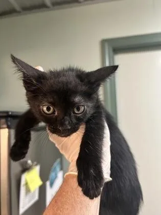 A baby medium-sized female Domestic Short Hair cat named Empress Belle for adoption in Picayune, MS