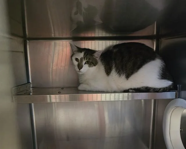 A young medium-sized male Domestic Short Hair cat named Zuko for adoption in Olathe, KS