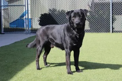 An adult large-sized male Labrador Retriever dog named Brody for adoption in Kansas City, MO