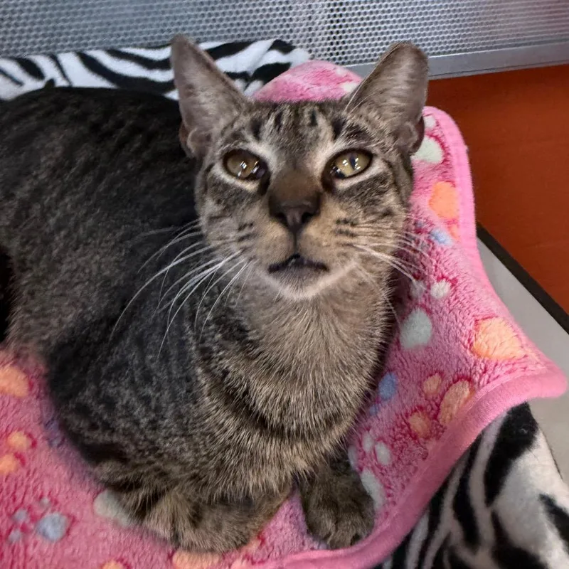 An adult medium-sized male Domestic Short Hair cat named Slinky for adoption in Sarasota, FL