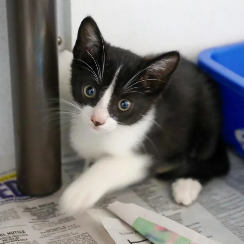 A baby small-sized male Black Domestic Short Hair cat named Corey for adoption in New York, NY