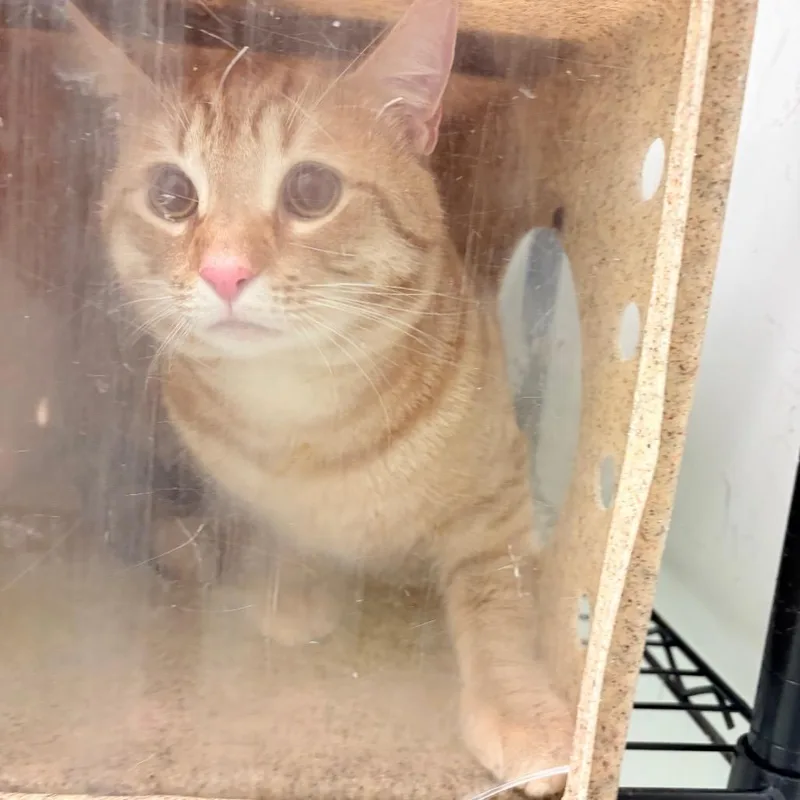 An adult large-sized male Orange / Red Domestic Short Hair cat named Max Millie for adoption in Philadelphia, PA