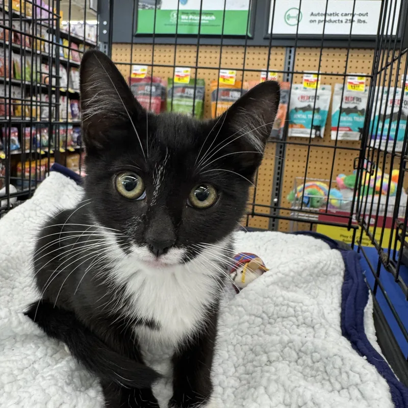 A baby medium-sized female Black & White / Tuxedo Domestic Short Hair cat named Seren for adoption in Easley, SC