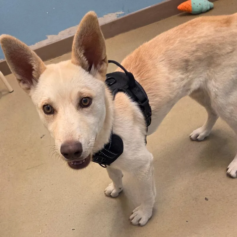 A baby small-sized female Golden Mixed Breed dog named Maria for adoption in Park City, UT
