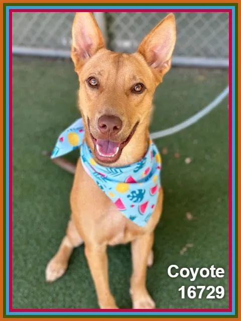 Coyote thumbnail 2
