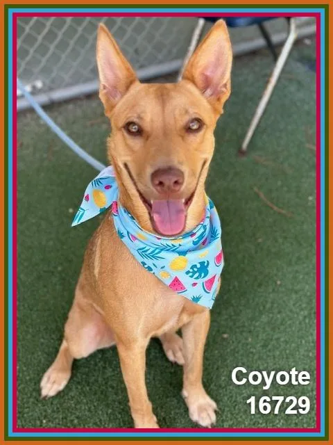 Coyote thumbnail 3