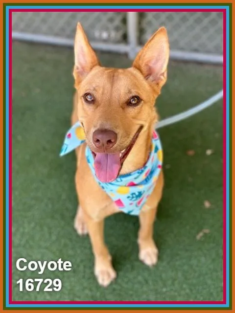 Coyote thumbnail 4