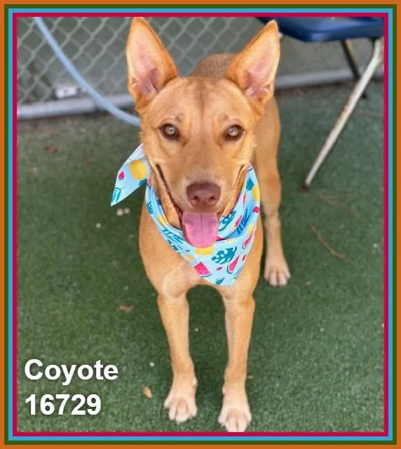 Coyote thumbnail 5