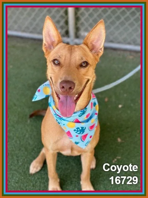 Coyote thumbnail 6