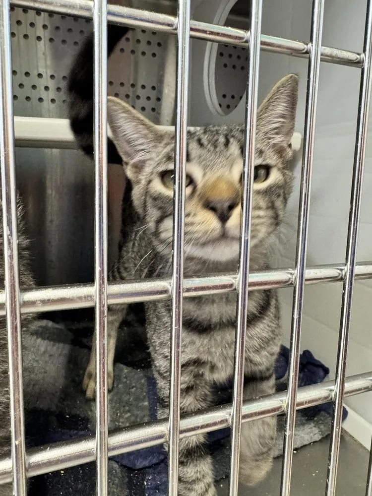 A baby small-sized male Domestic Short Hair cat named Tuesday MD for adoption in Fort Walton Beach, FL