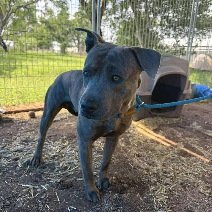 An adult small-sized male Brindle Pit Bull Terrier dog named Gordon for adoption in Buchanan Dam, TX