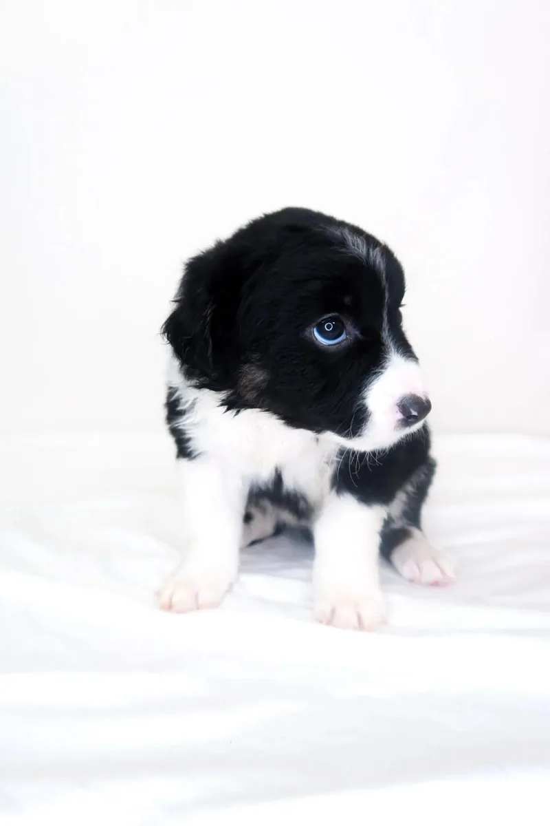 A baby medium-sized female Black Australian Shepherd dog named Susan Ross for adoption in Bixby, OK