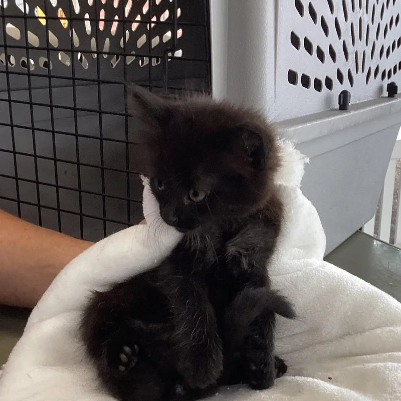 A baby small-sized male Black Domestic Medium Hair cat named Mickey for adoption in Montgomery, AL