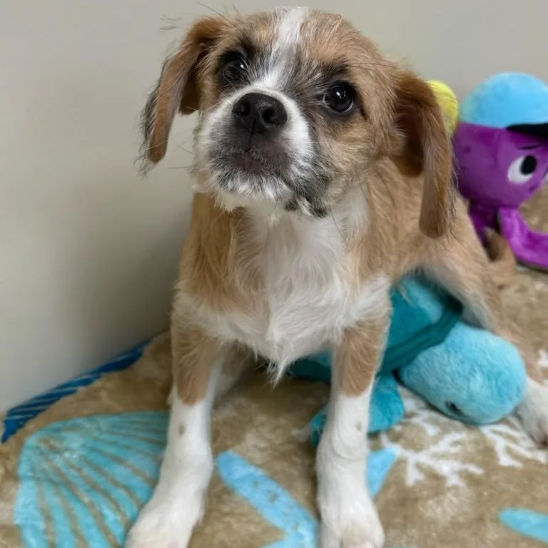 A baby small-sized male Yellow / Tan / Blond / Fawn Terrier dog named Finch for adoption in Greensburg, PA