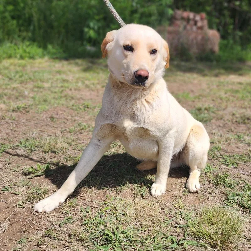 A young medium-sized male Yellow / Tan / Blond / Fawn Yellow Labrador Retriever dog named Vangogh for adoption in Centerville, TN