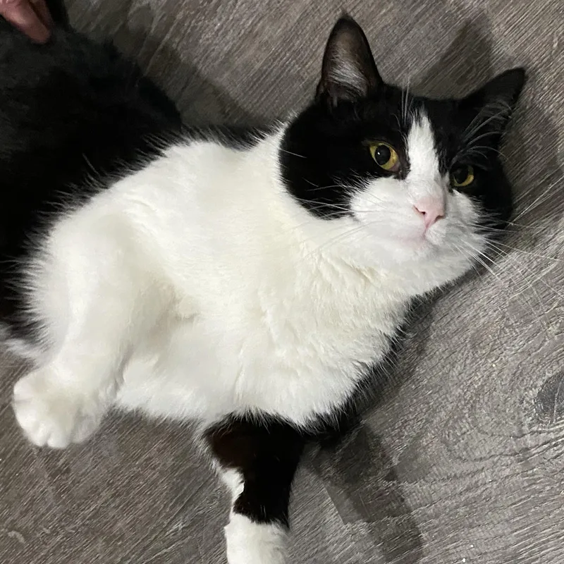 An adult large-sized female Black & White / Tuxedo American Shorthair cat named Millie for adoption in Fredericksburg, OH