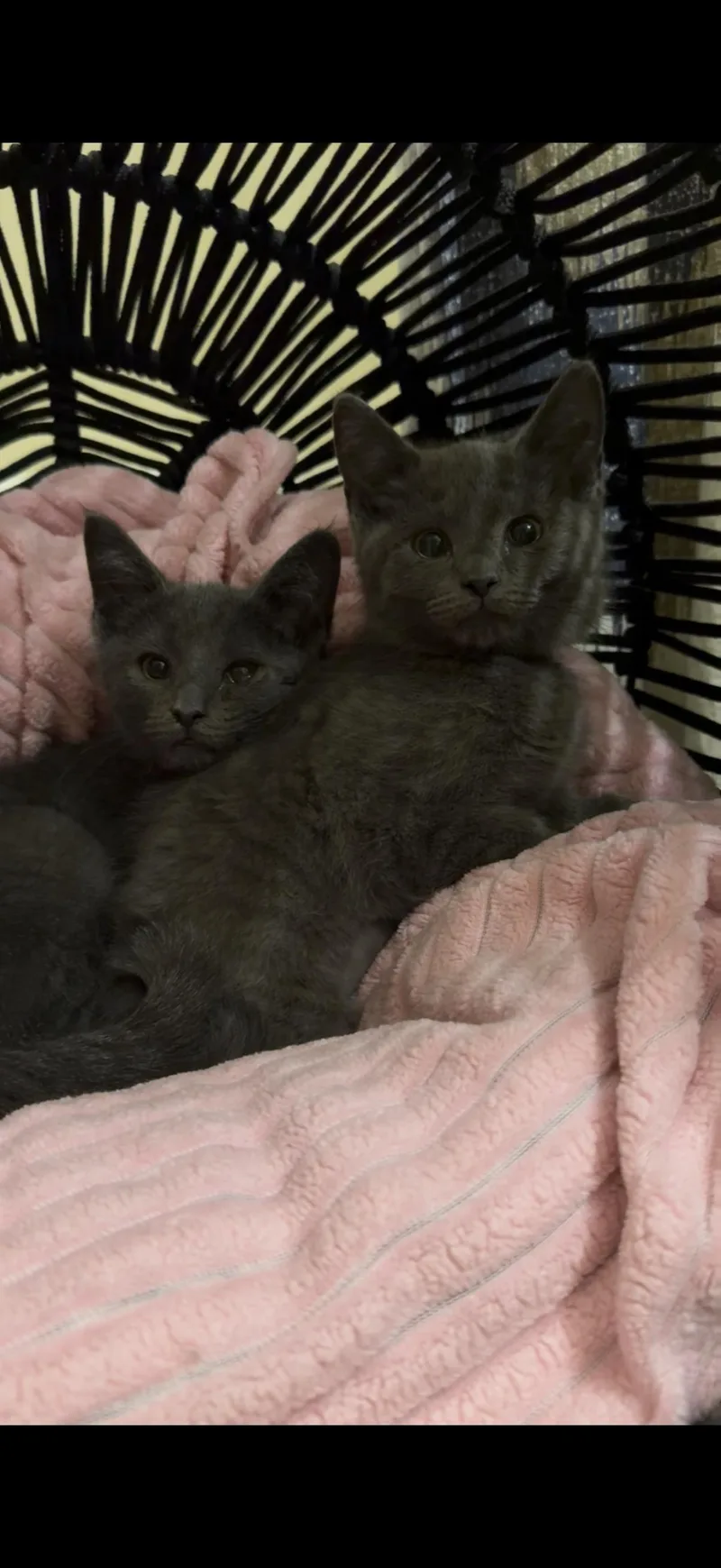 A baby medium-sized female Gray / Blue / Silver Russian Blue cat named Monica & Phoebe for adoption in Crown Point, IN