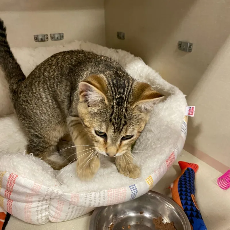 A baby small-sized male Brown / Chocolate Domestic Short Hair cat named Fettucine Alfredo for adoption in St. Paul, MN
