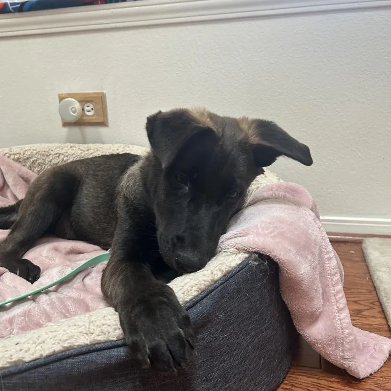 A baby small-sized male Black Belgian Shepherd / Malinois dog named Charlie for adoption in Castle Pines, CO
