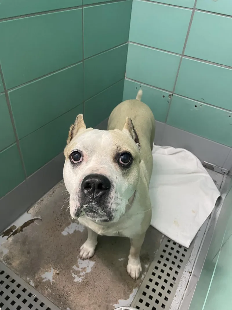 A young medium-sized male American Staffordshire Terrier dog named Whiskey for adoption in Houston, TX