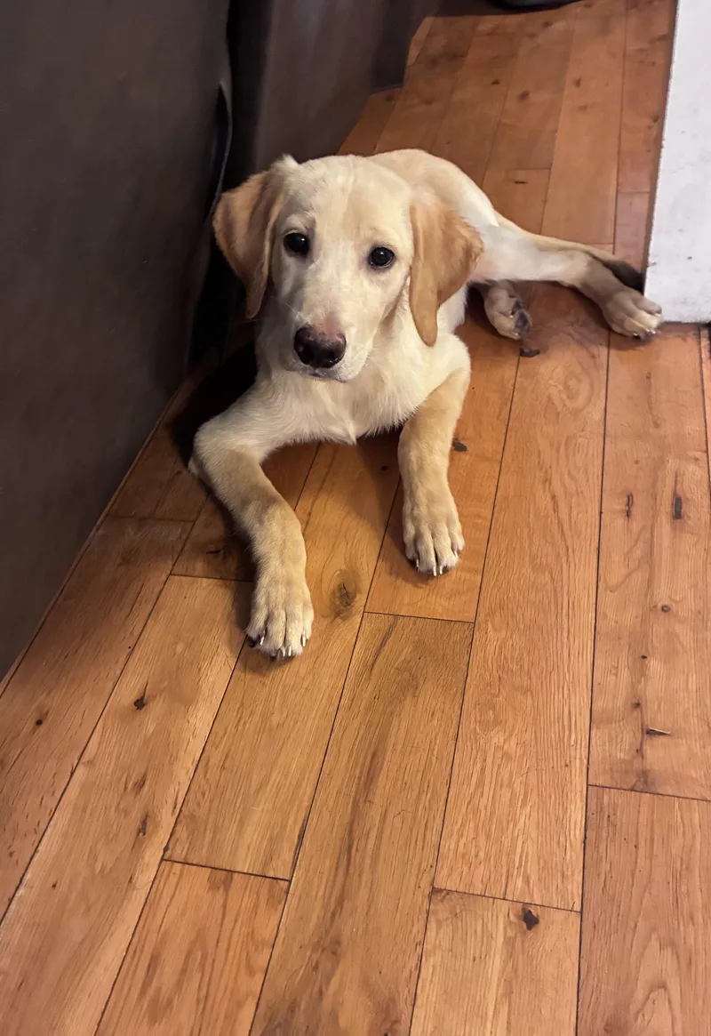 A young large-sized male Golden Retriever dog named Dallas for adoption in Mobile, AL
