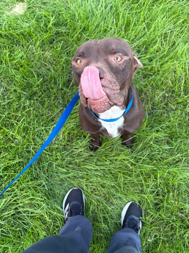 A young large-sized male Pit Bull Terrier dog named Texas for adoption in Lewis Center, OH