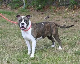 An adult large-sized female Boxer dog named Da Cadbury for adoption in Glen Allen, VA