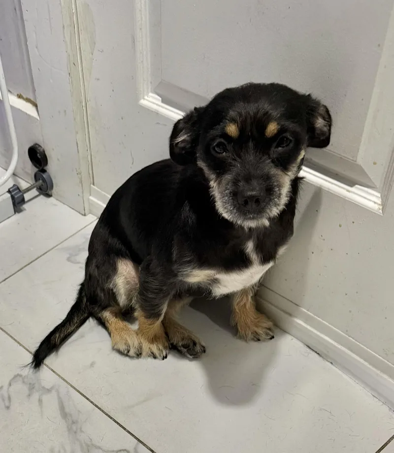 A young small-sized female Black Border Terrier dog named Big Mama for adoption in Sagaponack, NY
