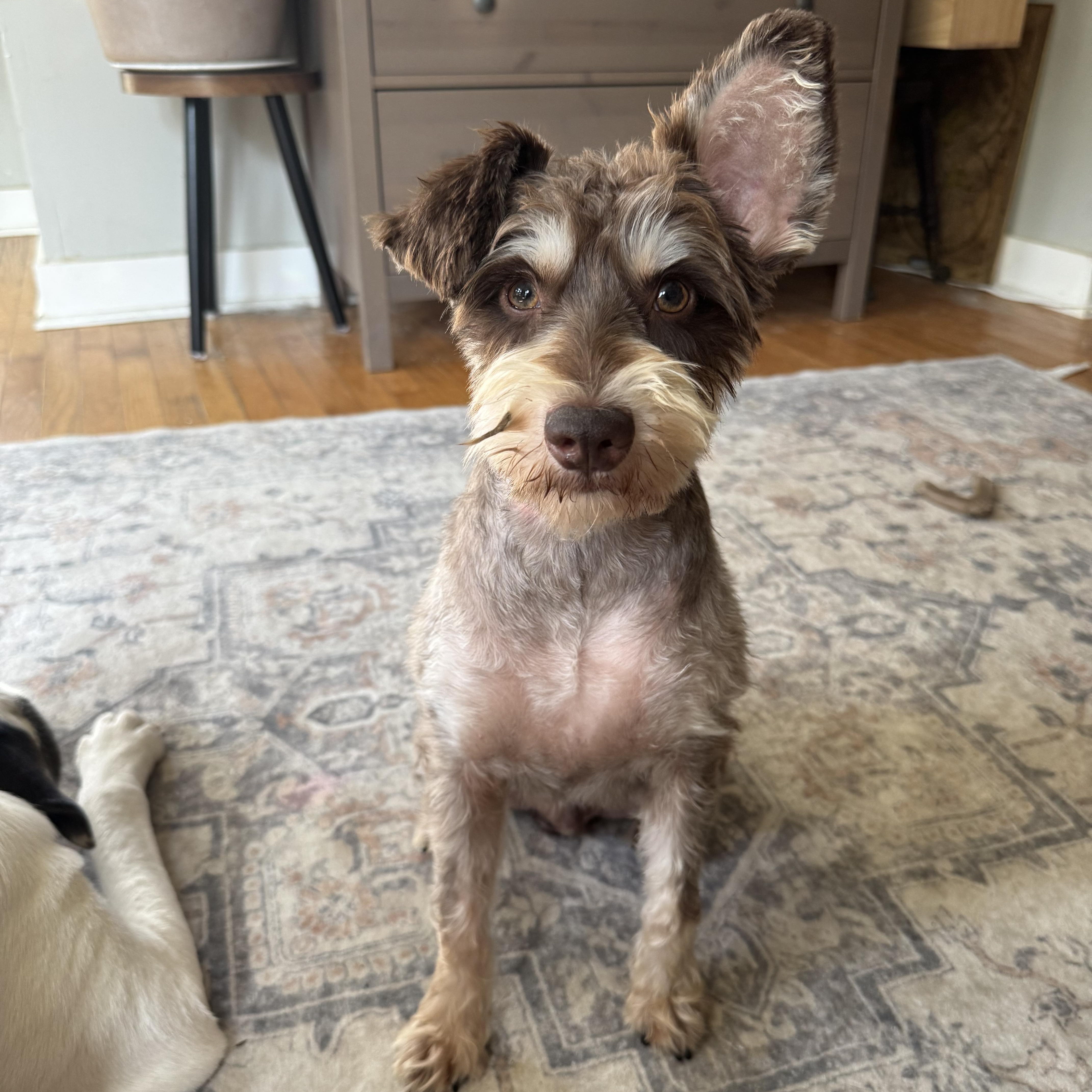 A young small-sized male Miniature Schnauzer dog named Brooks for adoption in Monroe, NC