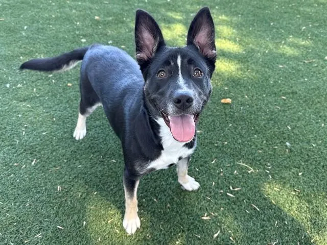 A young large-sized female German Shepherd Dog dog named Kennedy for adoption in Antioch, CA