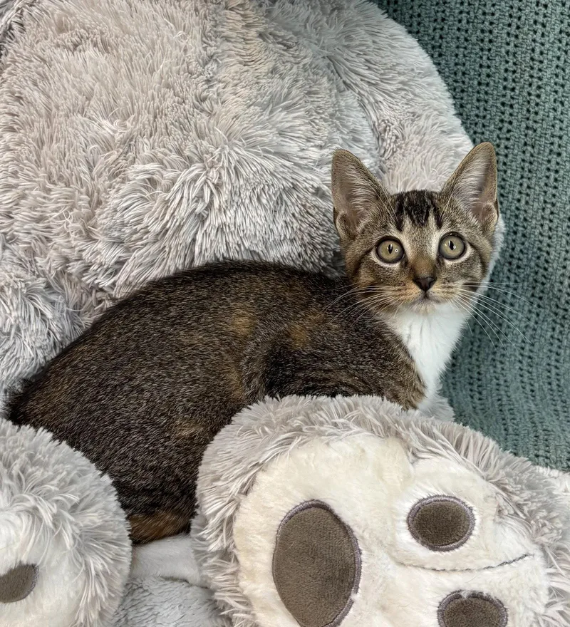 A baby medium-sized female Brown / Chocolate Domestic Short Hair cat named Mantis for adoption in Wetumpka, AL
