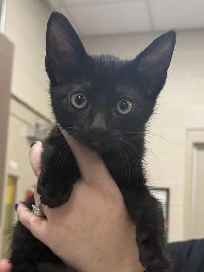 A baby small-sized female Domestic Short Hair cat named Raven for adoption in Fishers, IN