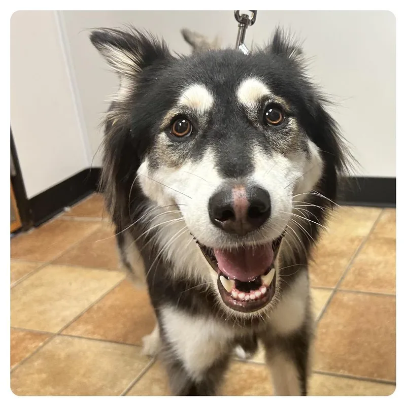 An adult medium-sized female Black Siberian Husky dog named FWT Kady for adoption in Midland, TX