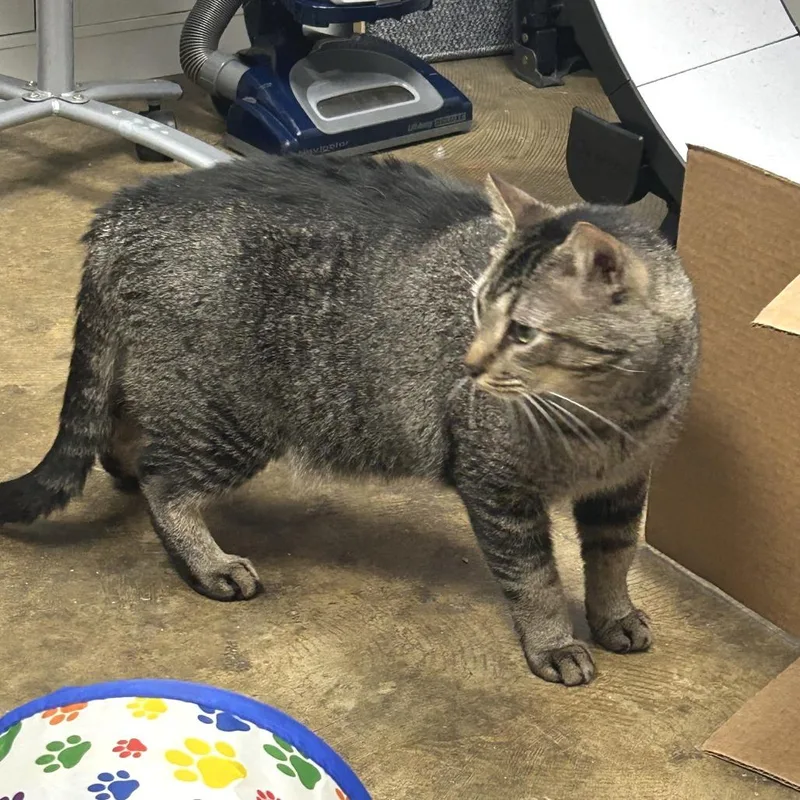 An adult extra large-sized male Brown / Chocolate Domestic Medium Hair cat named Dude for adoption in Huntsville, AL