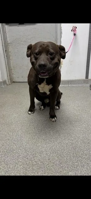 An adult large-sized male American Staffordshire Terrier dog named Chief for adoption in Lincolnton, NC