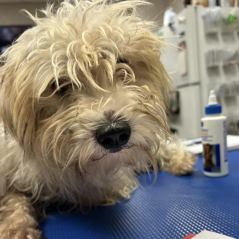 An adult small-sized male Bichon Frise dog named Miles for adoption in Hinesville, GA