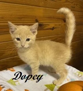 A baby medium-sized male Tabby (Buff / Tan / Fawn) Tabby cat named Dopey for adoption in Southern Pines, NC